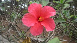 8769   pink  hibiscus flower