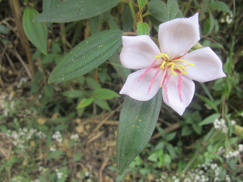 <p>close up on a pretty pink climbing flower</p>
