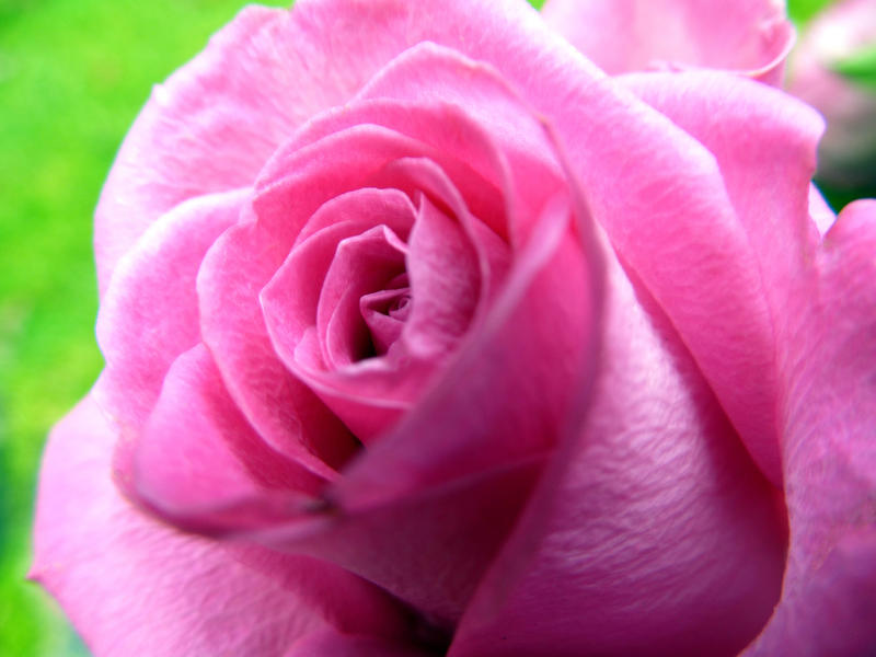 an attrative pink rose flower pictured against a grass green background
