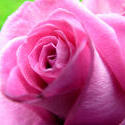 9832   rose flower