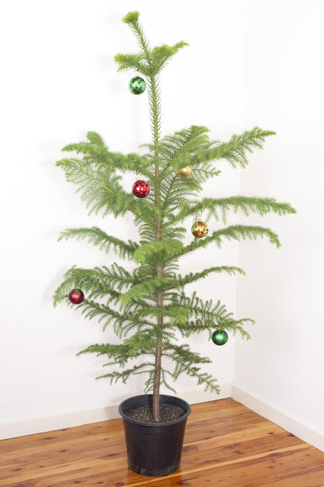 Potted natural evergreen pine Christmas tree with its dainty branches hung with colourful baubles in a simple celebration of Christmas