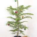 8665   Potted natural evergreen Christmas tree