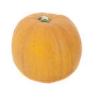 8445   Whole fresh pumpkin on white
