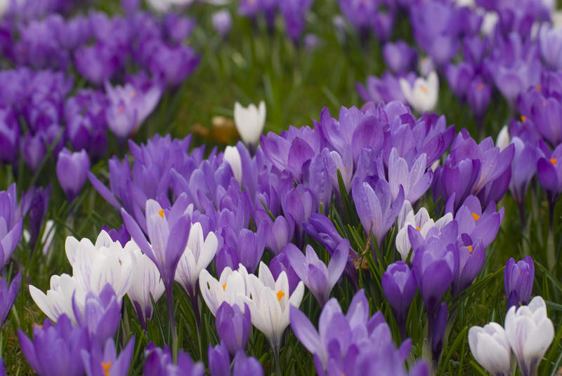 Closeup of colourful white and purple crocus flowers in a meadow in spring