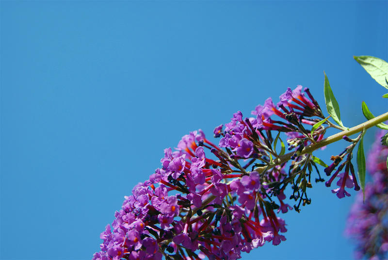 <p>Unflowered plant against a blue sky</p>
Sony A330 DSLR