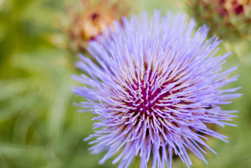 close up on the flower head of a purple thistle
