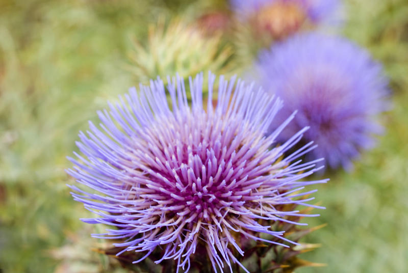 Close up detail of a flowering purple thistle the national symbol of Scotland, growing outdoors in a meadow