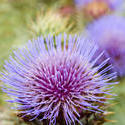 10949   Flowering purple thistle