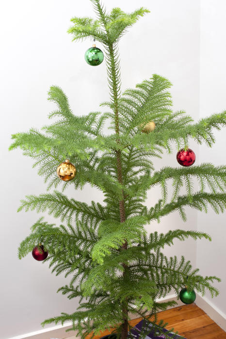 Real evergreen Norfolk Island pine Christmas tree decorated with colourful baubles to celebrate the holiday season standing in the corner of a room