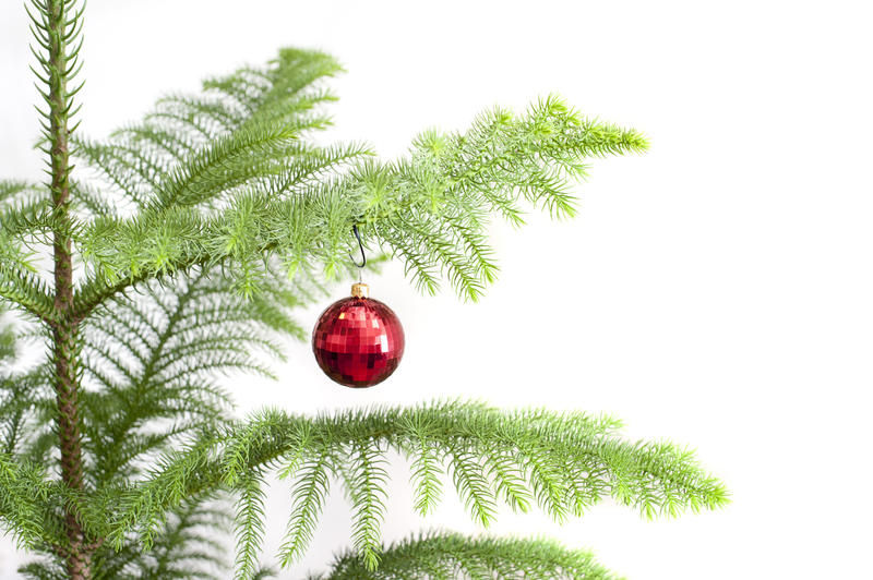 Shiny red bauble on a Christmas tree hanging from a branch against a white background with copyspace for your seasonal wishes or invitation