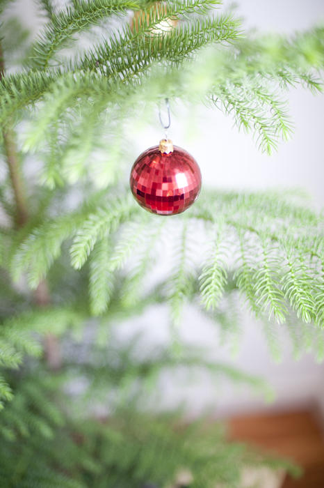Single red bauble hanging on the branch of a real evergreen pine Christmas tree with shallow dof and copyspace for your seasonal greeting or message