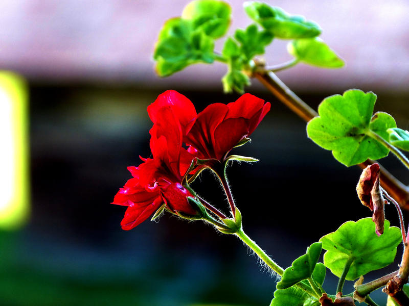 <p>Red flower</p>
Red Flower in Moeciu
