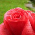 9833   red rose