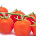 10623   Healthy Fresh Red Tomatoes on a Stem