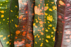 10931   Colorful variegated leaves of a Croton