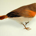 11574   Toy Robin red breast