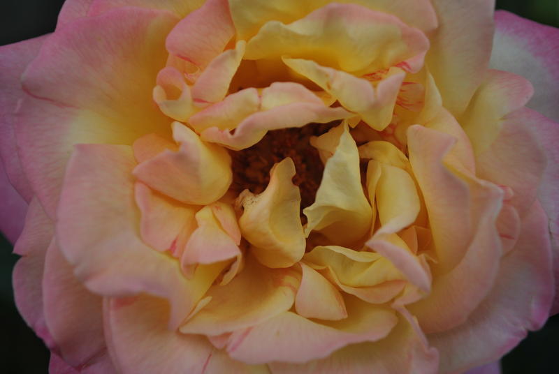 <p>Pease rose</p>
