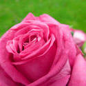 9834   pink rose
