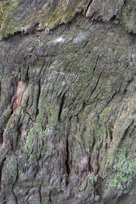 Close Up Nature Detail of Weathered Bark on Trunk of Rotten Tree Covered in Moss