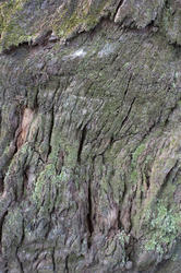 10933   Detail of Moss Covered Rotten Tree Trunk