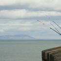 7750   Fishing off the pier at Whitehaven