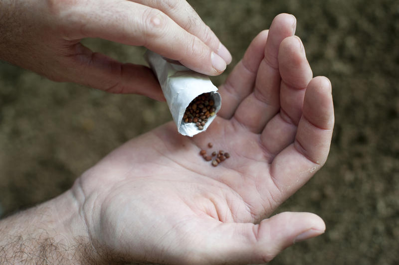 Man shaking out seeds to plant in the garden into the palm of his hand from a small tubular packet