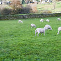 9971   Flock of sheep in a lush green pasture