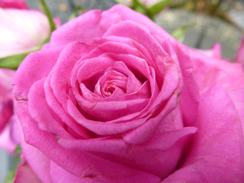 a weathered looking pink rose flower thats looks past its best