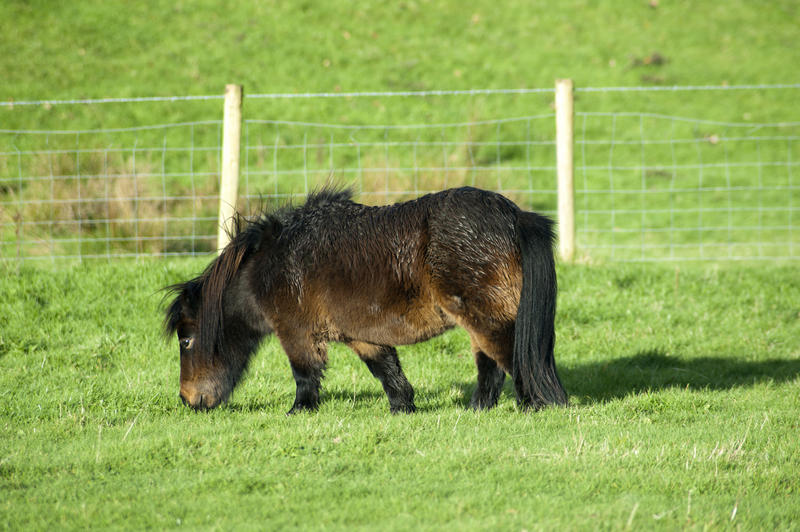 Cute fat brown miniature horse or Shetland pony grazing in a green grassy pasture enjoying the sunshine, side view