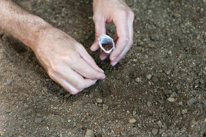 Close up of the hands of a man planting seeds in a spring garden placing a seed from a packet into a hole in a prepared seed bed
