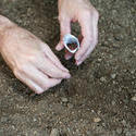 9847   Man planting seeds in a spring garden