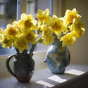 7880   Backlit vases of yellow daffodils