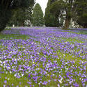 7881   Green Lawn covered in crocus flowers