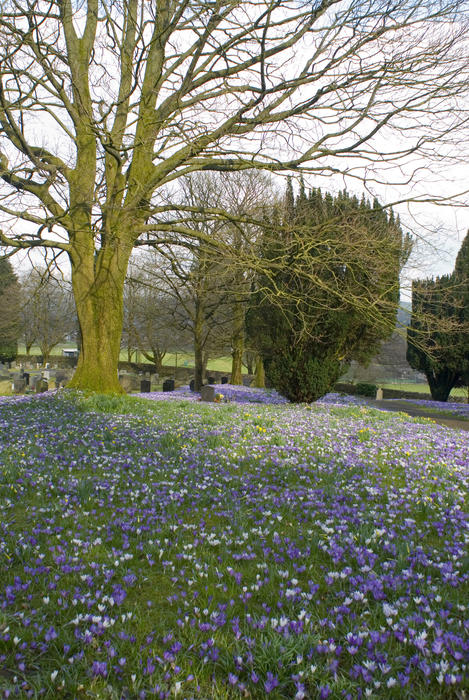 Spring crocuses flowering in a country graveyard under a bare branched deciduous tree