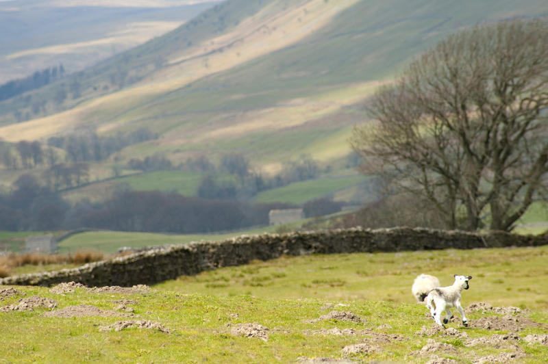 Spring lambs playing in a stone walled pasture in the foothills of the Yorkshire Dales
