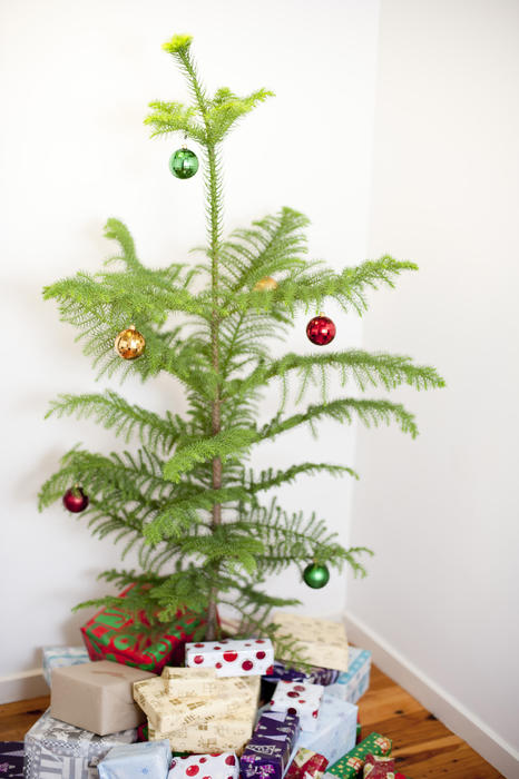 Small simply decorated pine Christmas tree and gifts standing in the corner of a room against white walls on a hardwood floor