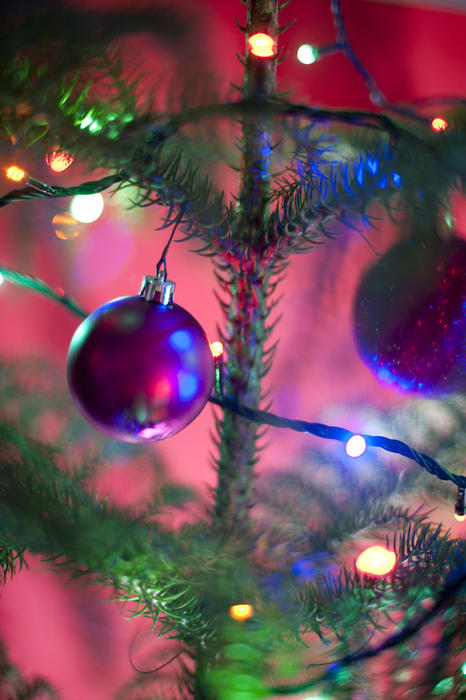 Festive purple bauble on a natural evergreen coniferous Christmas tree with twinkling colorful seasonal lights over a colorful pink background