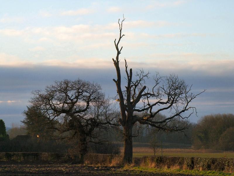 <p>Skeleton trees<br />
Stubwood, Staffordshire, England</p>

