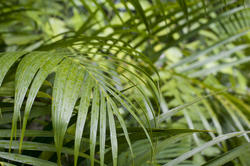 10971   Lush green tropical cane plam fronds
