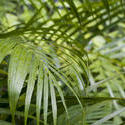 10971   Lush green tropical cane plam fronds