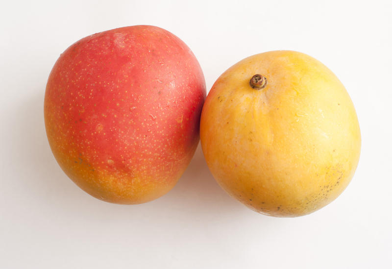 Two ripe succulent sweet tropical mangoes for a delicious healthy snack or dessert on a white background