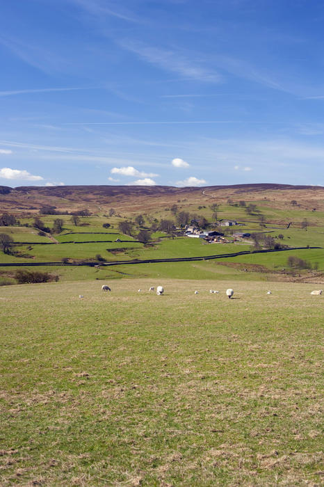Picturesque pastoral view of sheep grazing near farm buildings in Wensleydale in the Yorkshire Dales near Hawes