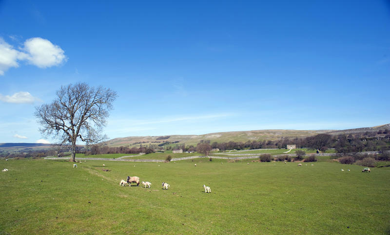 Sunny pastoral landscape in Wensleydale, Yorkshire Dales, with an ewe and her young lambs grazing in a green field with farm buildings in the distance
