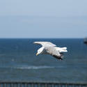 8028   Seagull flying past a lighthouse