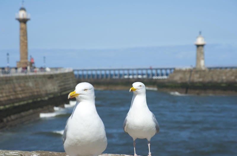Two inquisitive seagulls at Whitby harbour approach the camera for a better look with the stone piers and lighthouse in the background