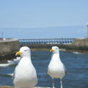8029   Whitby seagulls