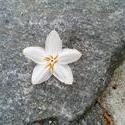 8591   white flower stone
