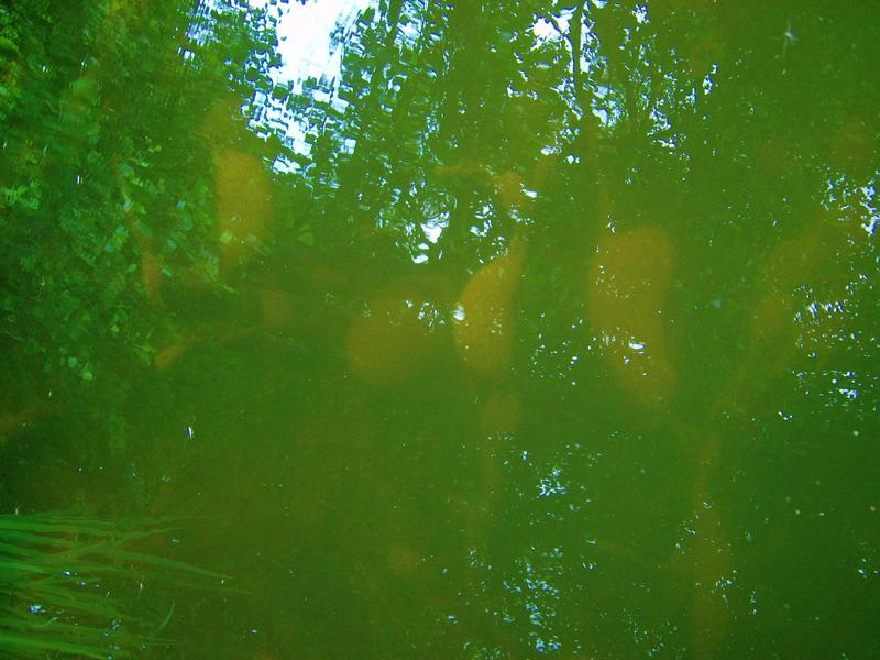 <p>water pond salamandereggs reflexions light</p>
