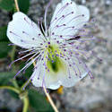 16770   Caper flower