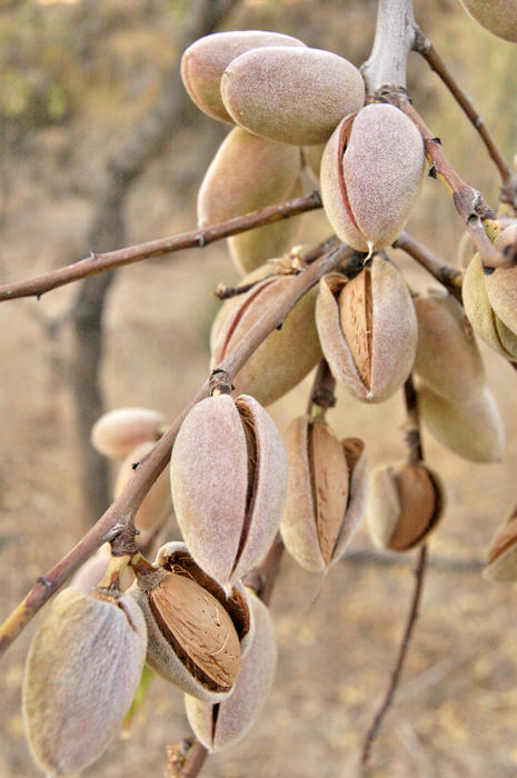 <p>Almonds</p>
Almonds hanging from a brach.